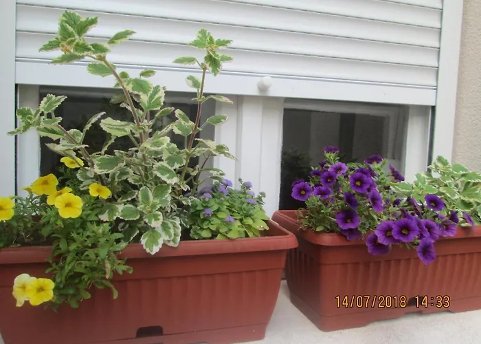 Apartament Kuca Popovic *